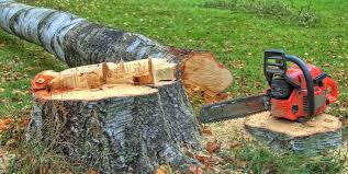 How Our Tree Care Process Works  in  Richmond, MO