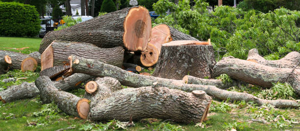 Best Palm Tree Trimming  in Richnd, MO