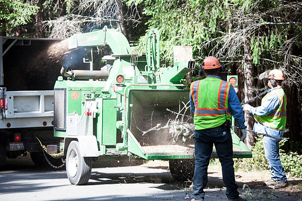 Richmond, MO Tree Care Company